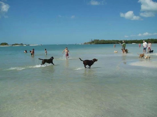 Pensacola Florida Dog Park Guide, Dogs Playing In The Water