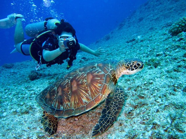 Pensacola Florida Scuva Diving Guide, Scuba Diver With Turtle