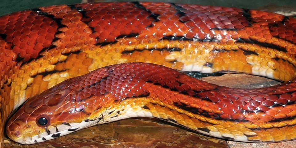 Eastern Corn Snake