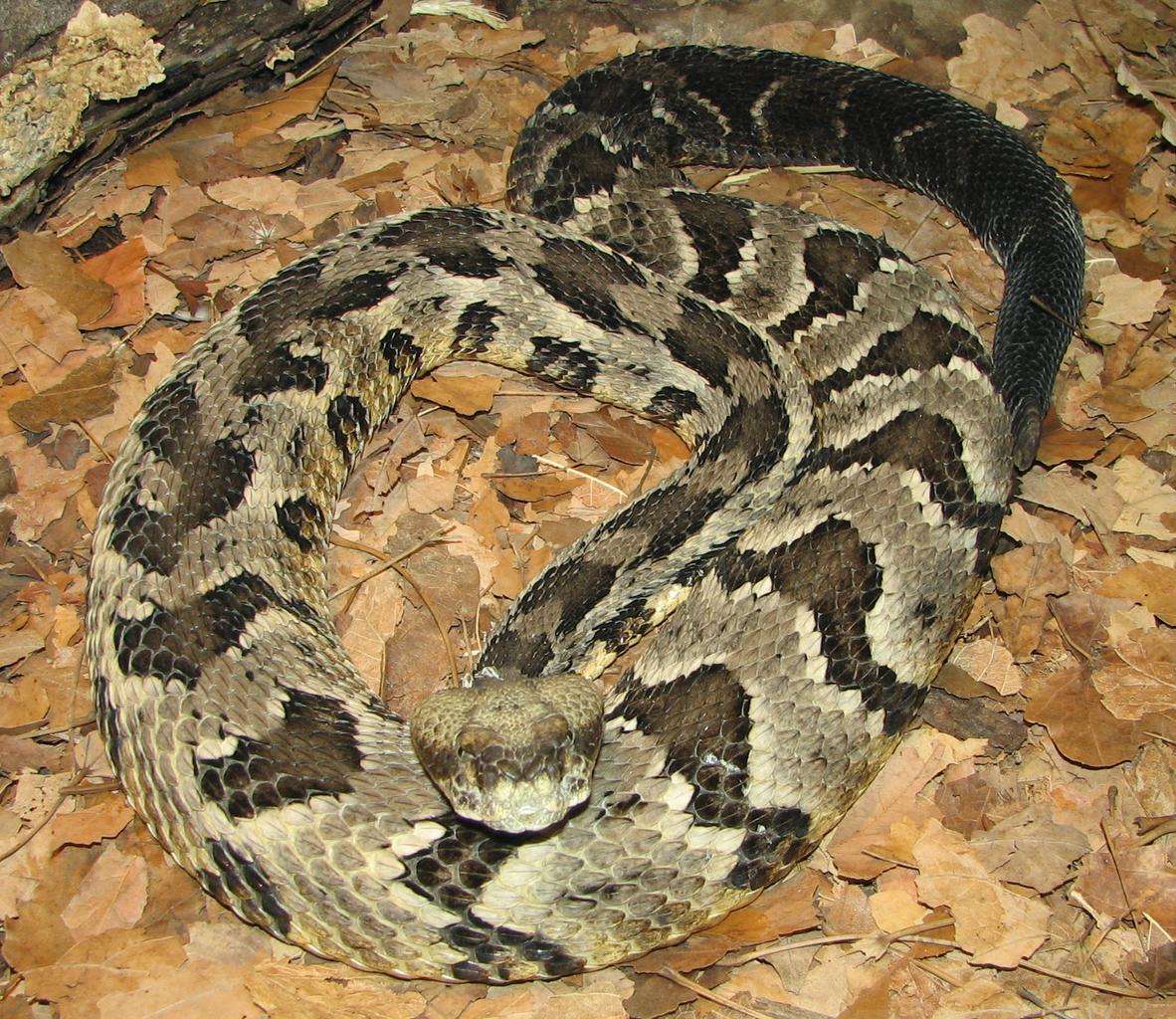 Timber Rattlesnake