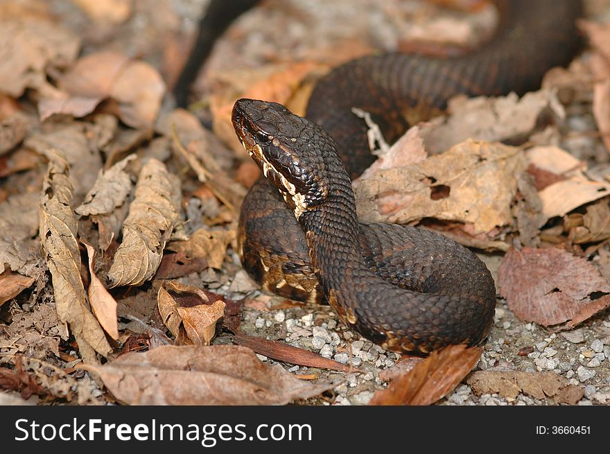 Water Moccasin/Cottonmouth 